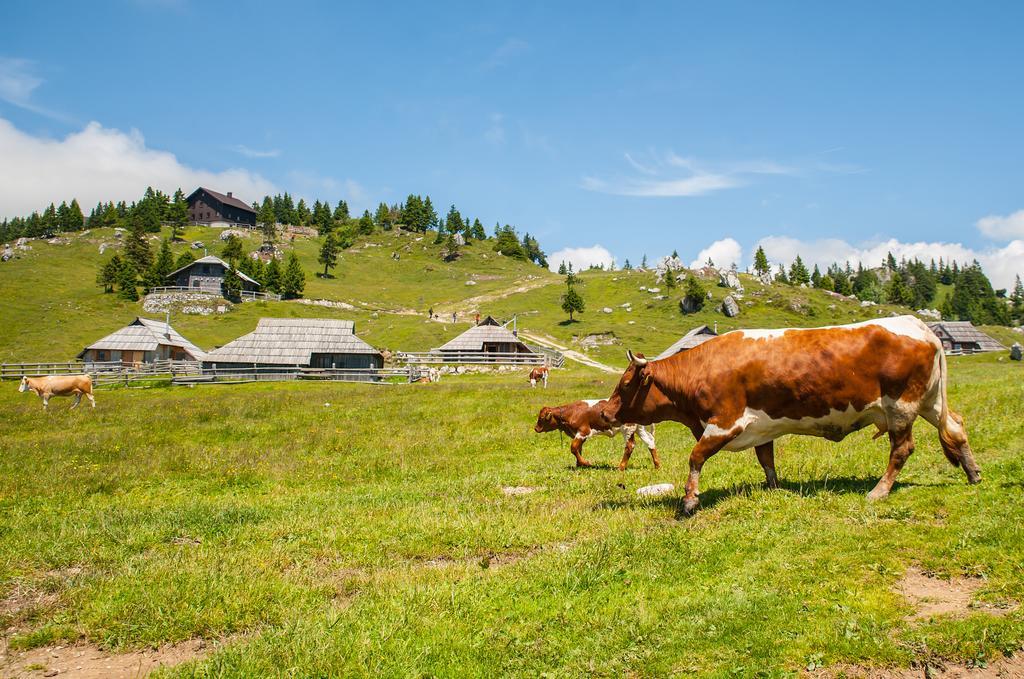 Chalet Tisa Velika Planina Стаховиця Номер фото
