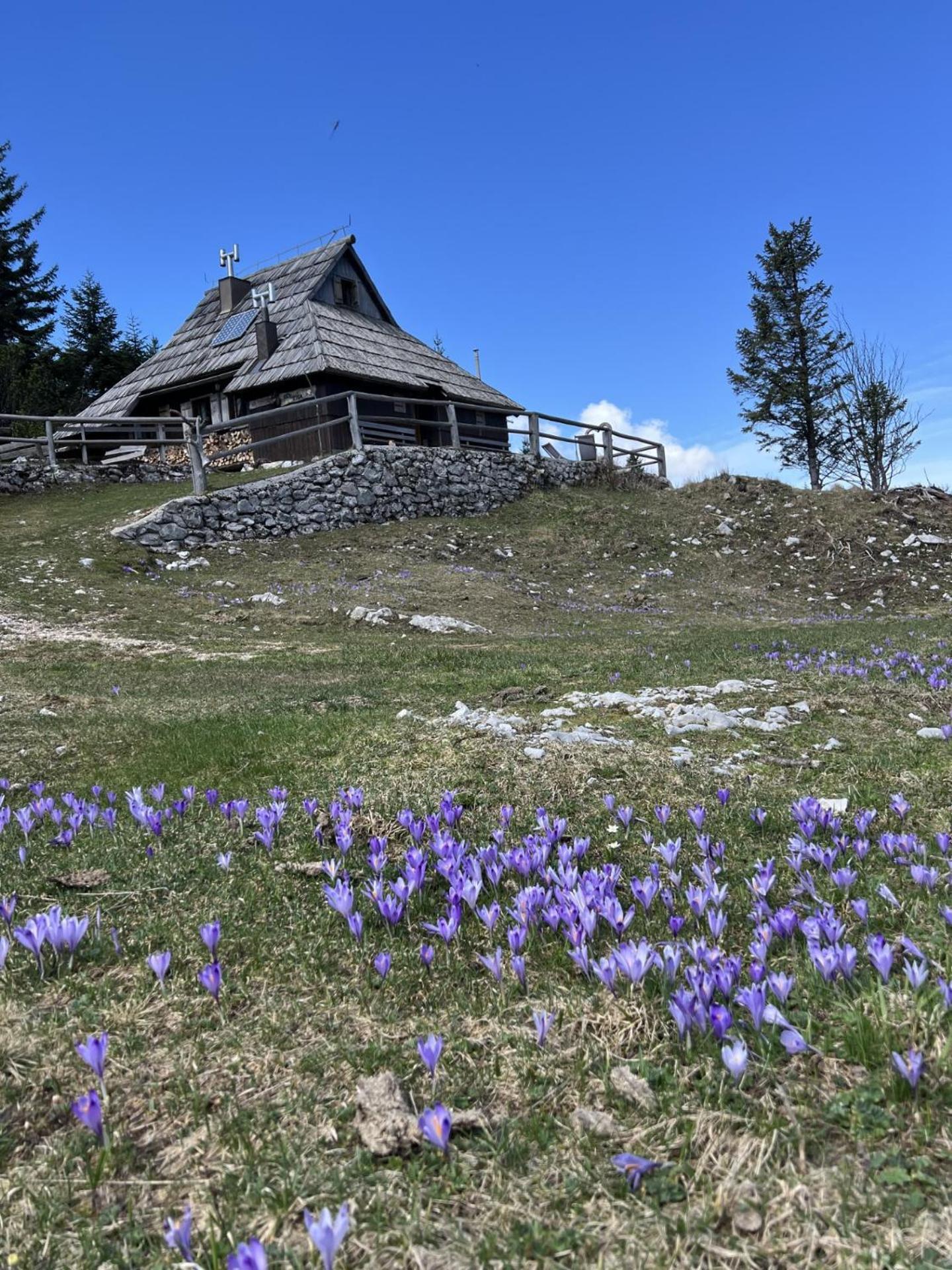 Chalet Tisa Velika Planina Стаховиця Екстер'єр фото