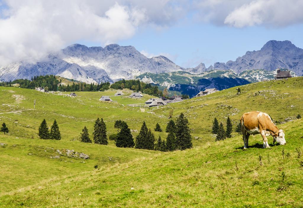 Chalet Tisa Velika Planina Стаховиця Номер фото